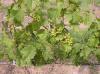 PB Valley winery 45.jpg 3.0K